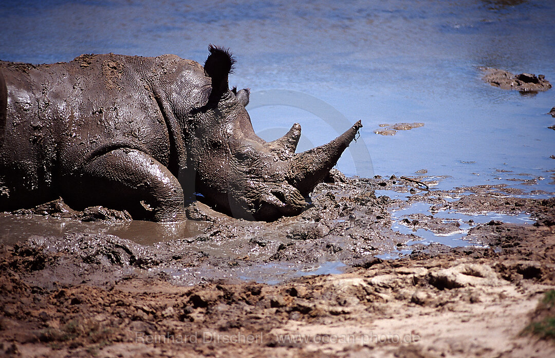 Weisses Nashorn, Breitmaulnashorn