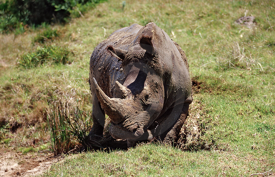 Weisses Nashorn, Breitmaulnashorn, Ceratotherium simum, Kragga Kamma Game Park, Port Elizabeth, Ibhayi, Sdafrika, Suedafrika