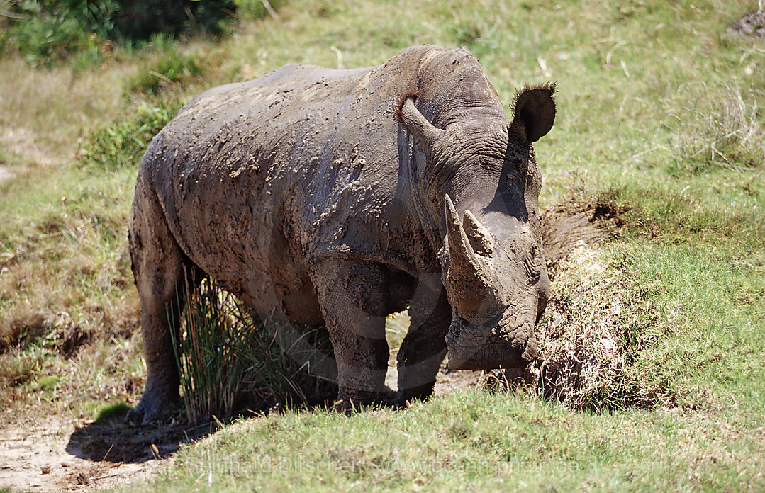 Weisses Nashorn, Breitmaulnashorn, Ceratotherium simum, Kragga Kamma Game Park, Port Elizabeth, Ibhayi, Sdafrika, Suedafrika