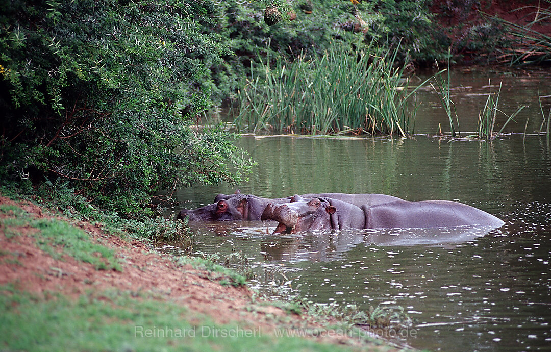 Flusspferde im Wasserloch, Hippopotamus amphibius, Schotia Game Park, Sdafrika, Suedafrika