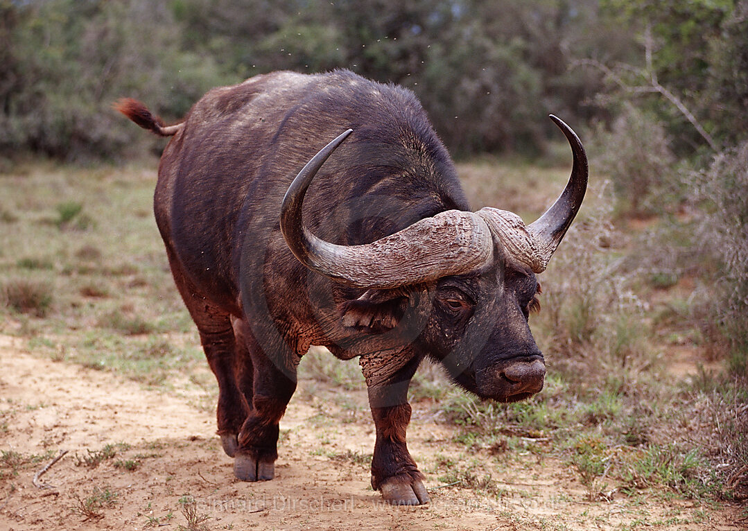 Kaffernbueffel, Kaffernbueffel, Syncerus caffer, Addo Elefanten Nationalpark, Sdafrika, Suedafrika