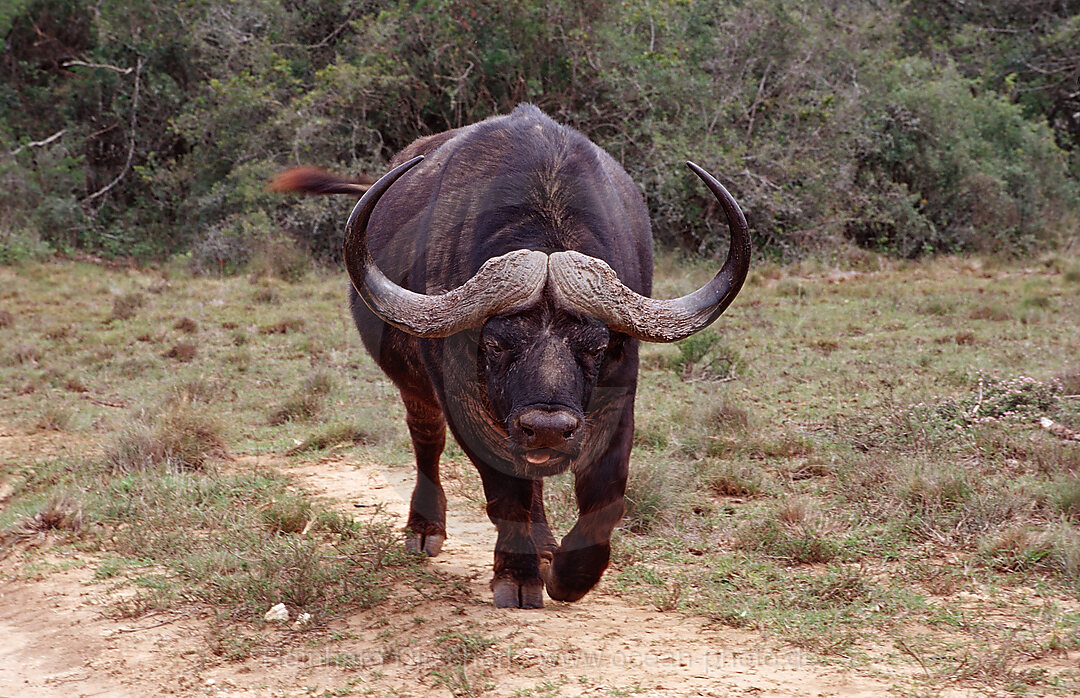 African Buffalo, Cape Buffalo
