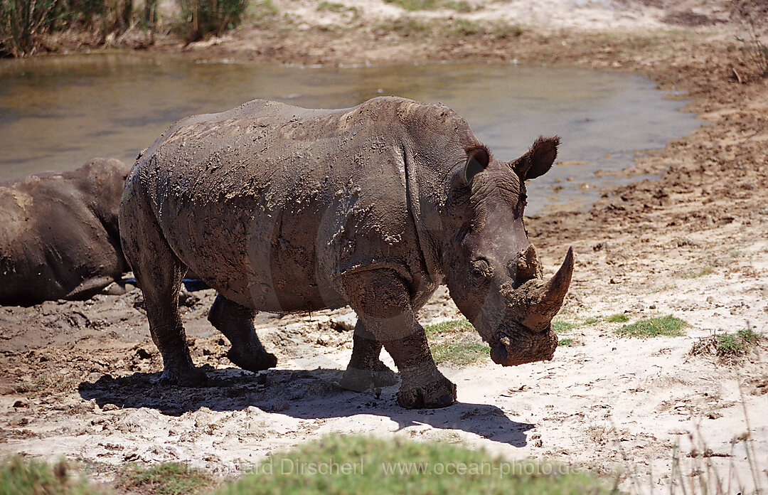 Weisses Nashorn, Breitmaulnashorn