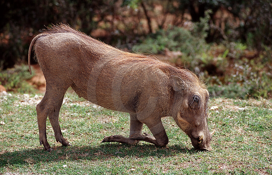 Warzenschwein, Phacochoerus aethiopicus, Krueger, Nationalpark, Krueger, Sdafrika, Suedafrika