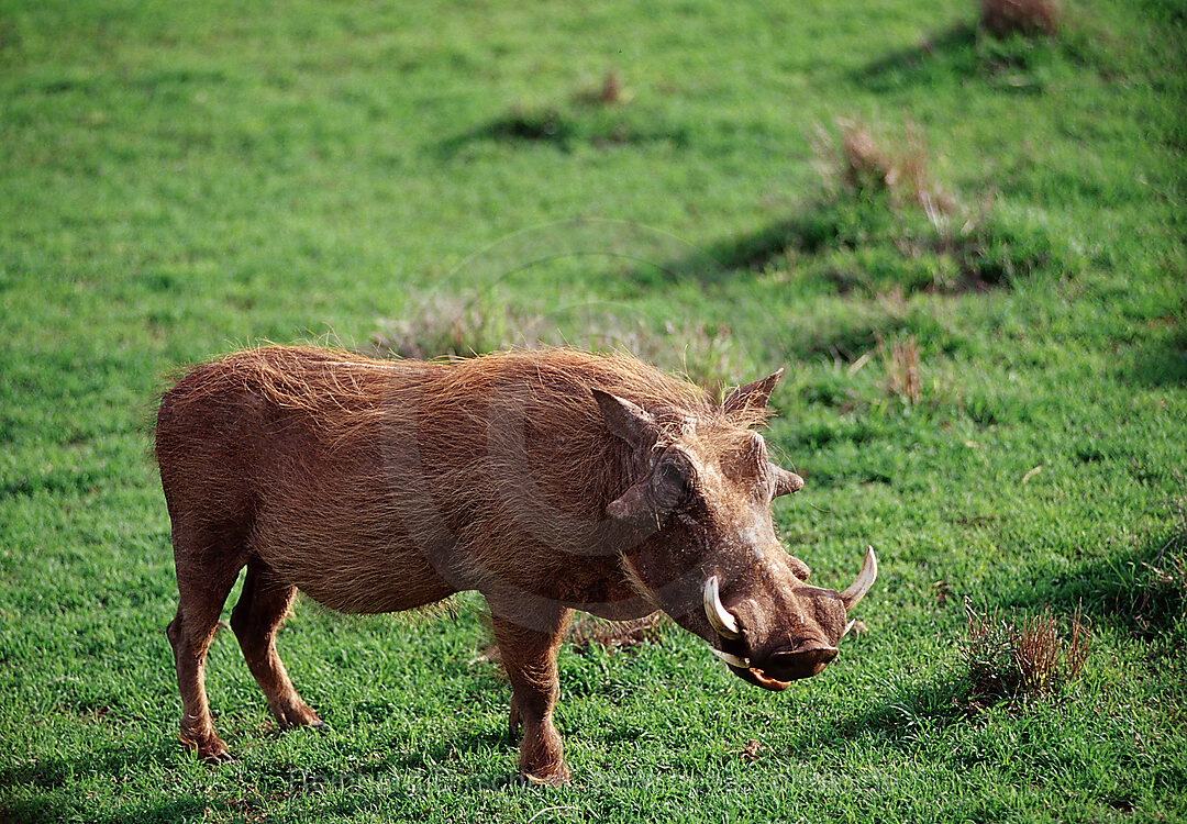 Warzenschwein, Phacochoerus aethiopicus, Addo Elefanten Nationalpark, Sdafrika, Suedafrika