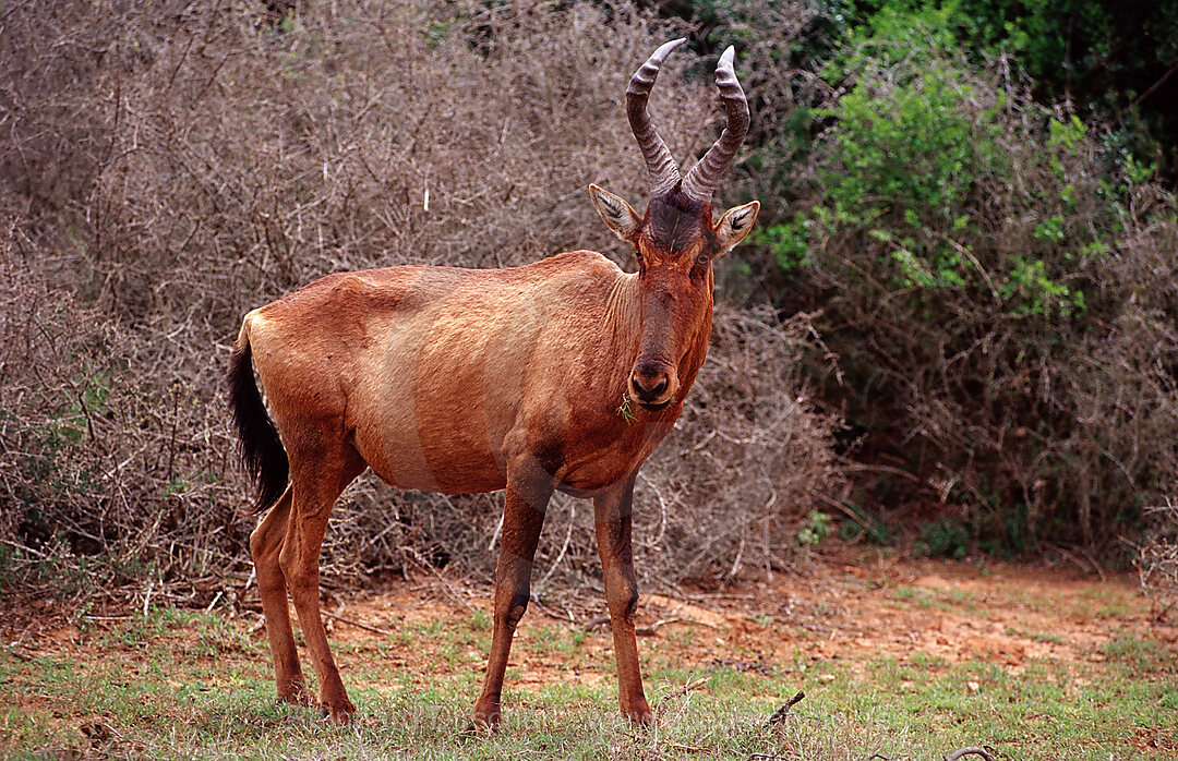 Kuhantilope, Alcelaphus buselaphus, Addo Elefanten Nationalpark, Sdafrika, Suedafrika