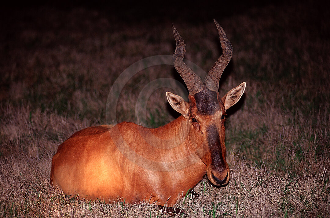 Resting Red hartebeest at night