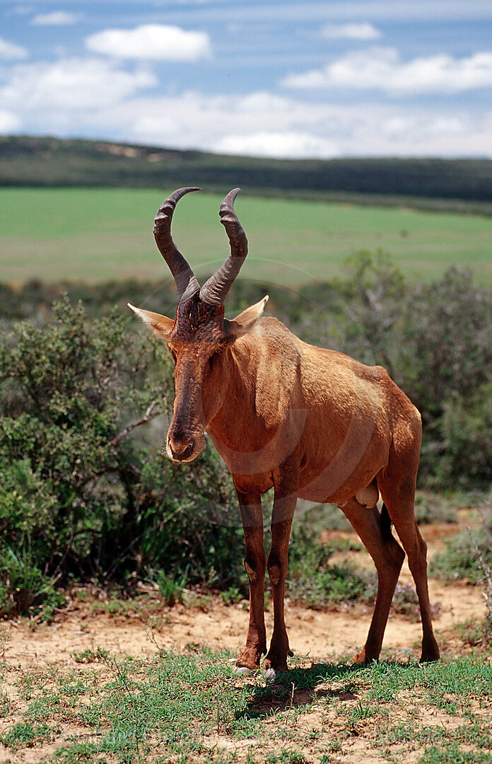Red hartebeest