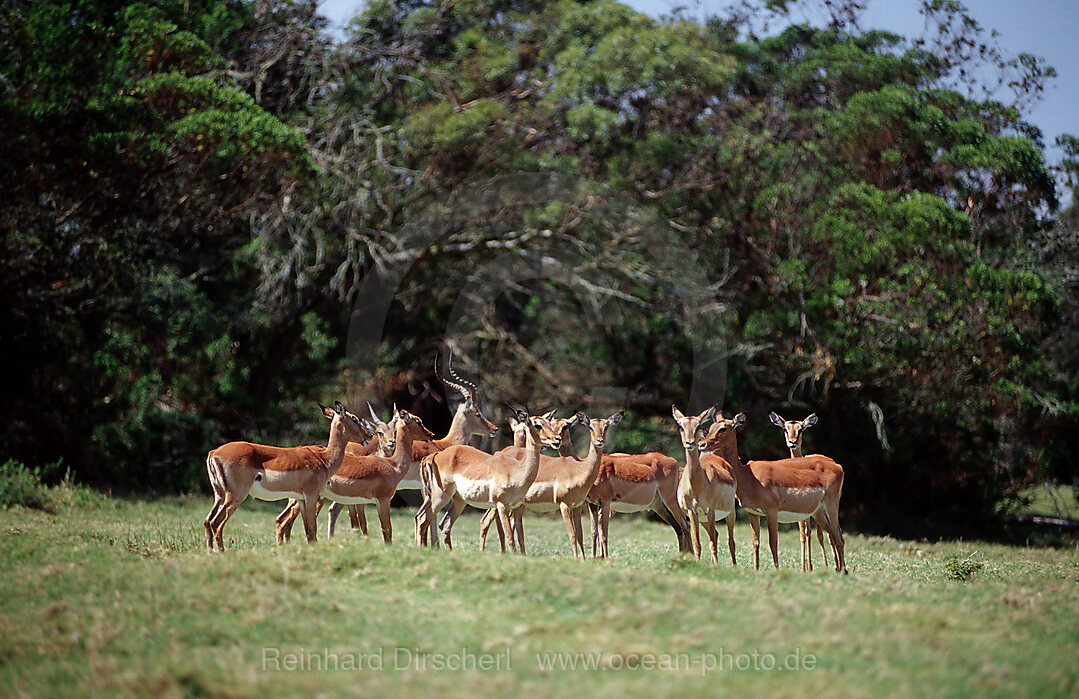 Impala, Schwarzfersen-Antilope, Aepyceros melampus, Krueger, Nationalpark, Krueger, Sdafrika, Suedafrika