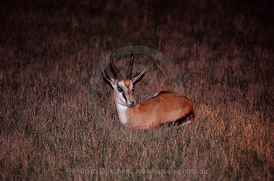 Ruhender Springbock bei Nacht, Antidorcas marsupialis, Krueger, Nationalpark, Krueger, Sdafrika, Suedafrika