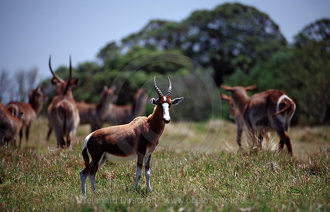 Herd of Bontebok