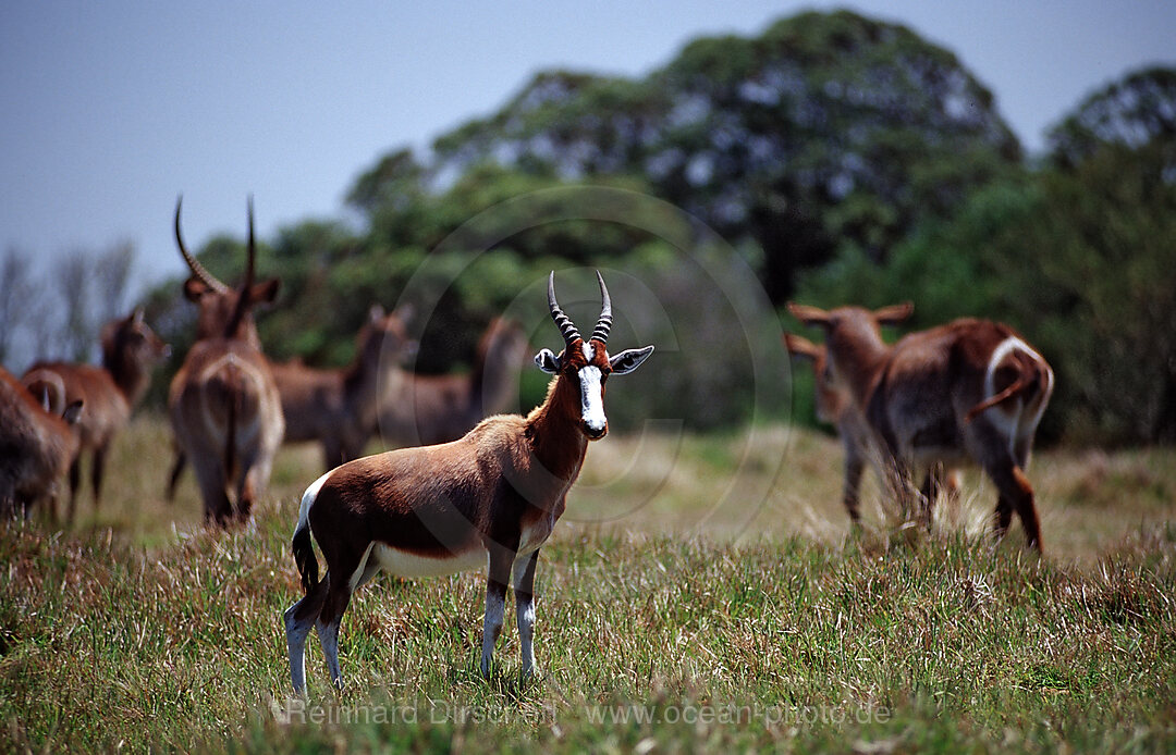 Herde Bontebok, Buntbock, Damaliscus dorcas dorcas, Kragga Kamma Game Park, Port Elizabeth, Ibhayi, Sdafrika, Suedafrika