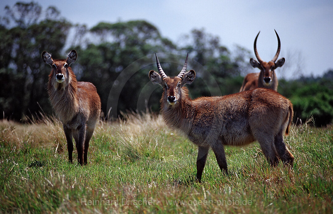 Litschi-Wasserbock, Moorantilope, Kobus leche, Kragga Kamma Game Park, Port Elizabeth, Ibhayi, Sdafrika, Suedafrika