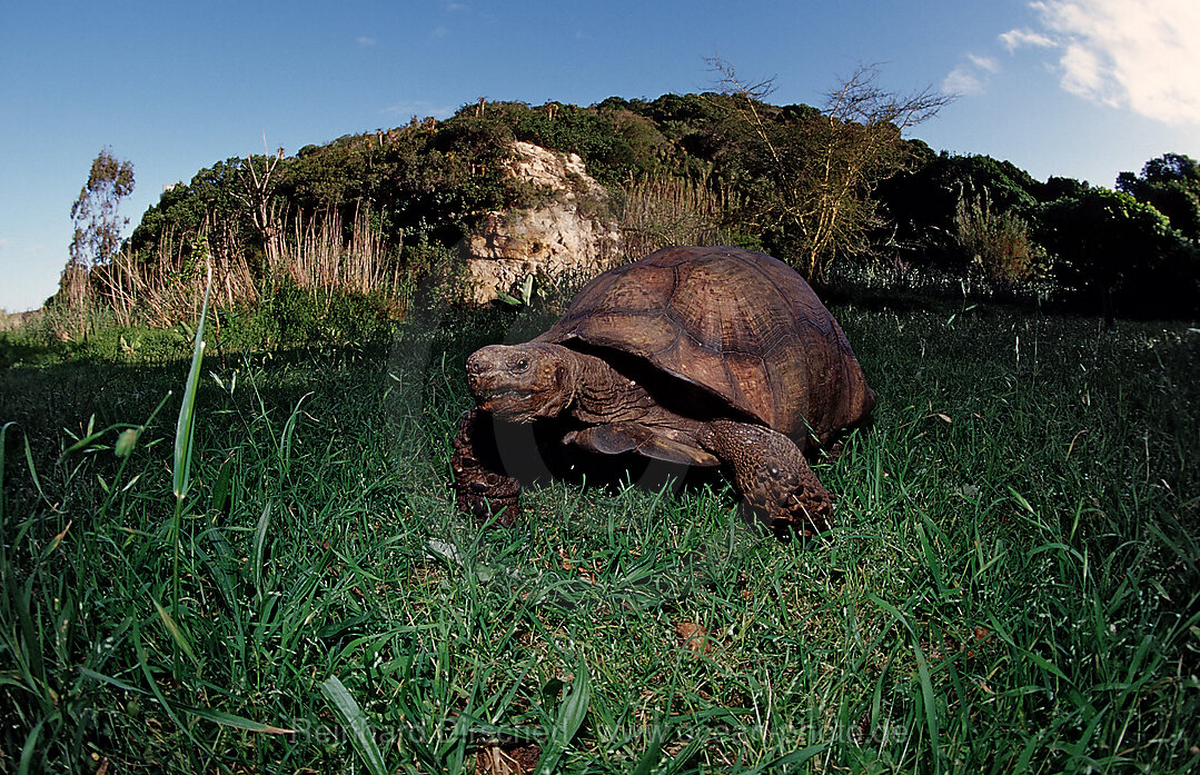 Leopardenschildkroete, Pantherschildkroete, Testudo pardalis, Geochelone pardalis, Krueger, Nationalpark, Krueger, Sdafrika, Suedafrika