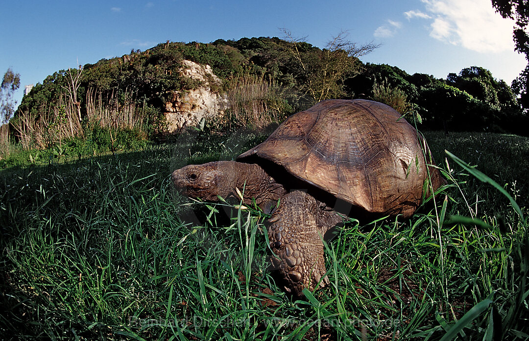 Leopardenschildkroete, Pantherschildkroete