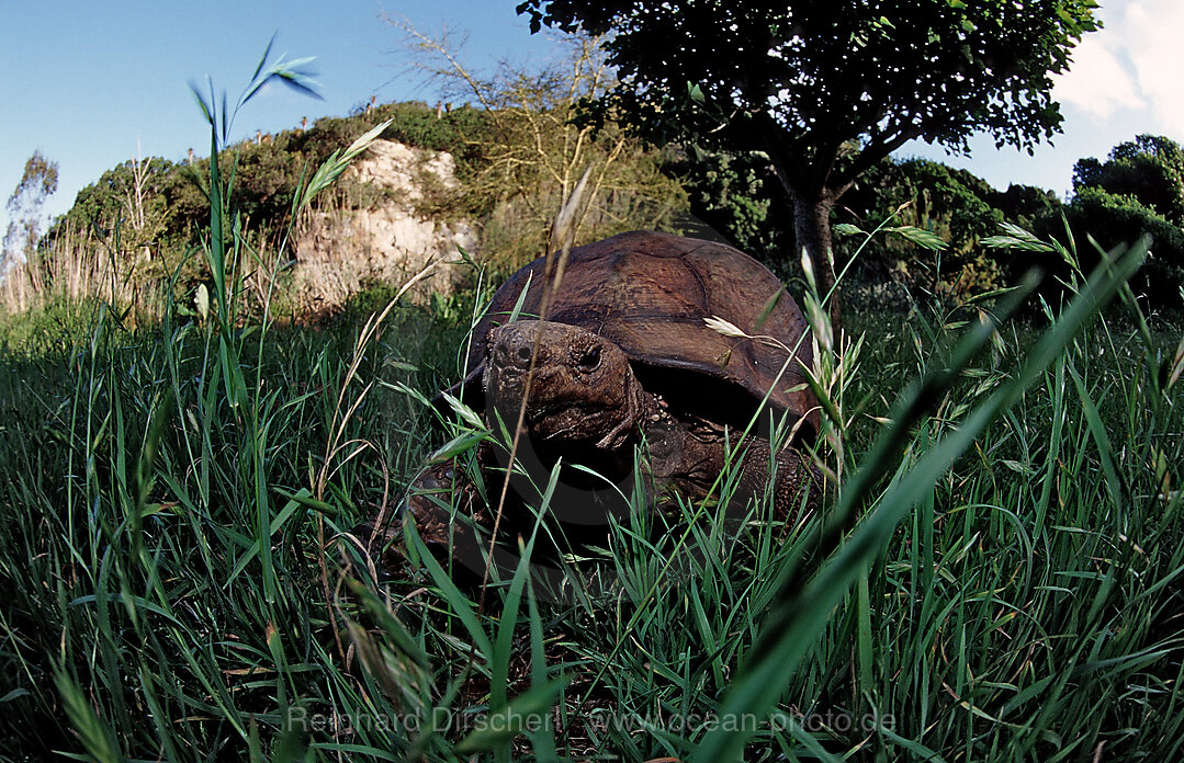 Leopardenschildkroete, Pantherschildkroete, Testudo pardalis, Geochelone pardalis, Krueger, Nationalpark, Krueger, Sdafrika, Suedafrika