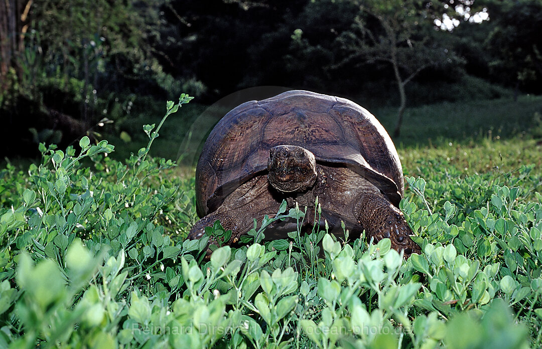 Leopardenschildkroete, Pantherschildkroete, Testudo pardalis, Geochelone pardalis, Addo Elefanten Nationalpark, Sdafrika, Suedafrika