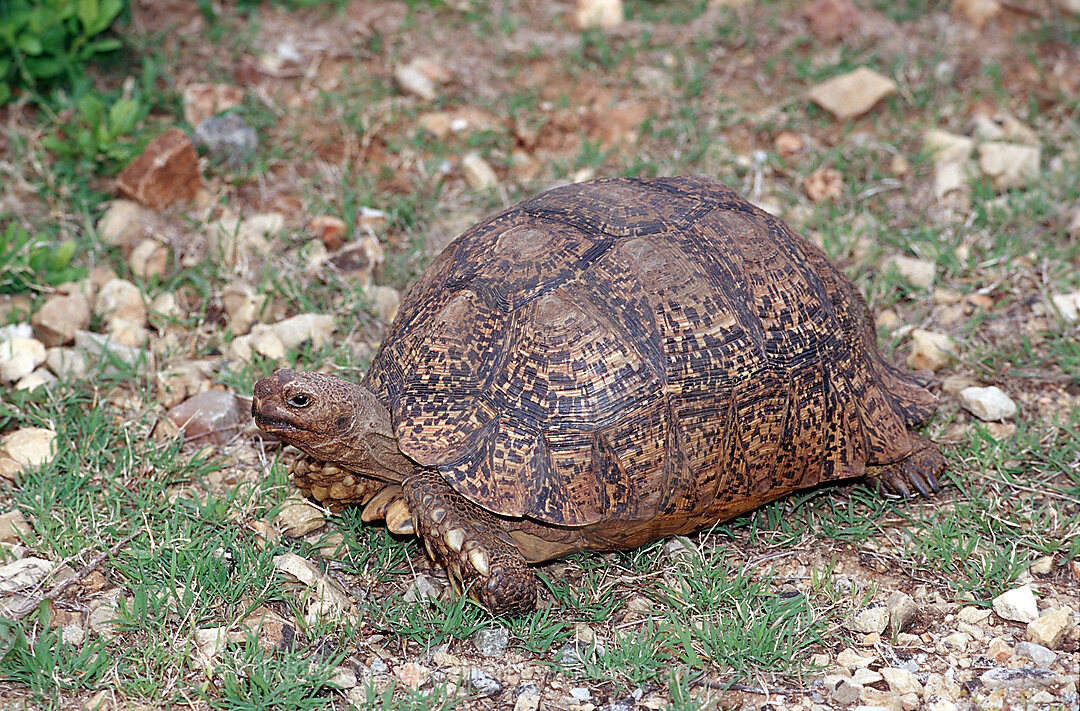 Leopardenschildkroete, Pantherschildkroete, Testudo pardalis, Geochelone pardalis, Addo Elefanten Nationalpark, Sdafrika, Suedafrika