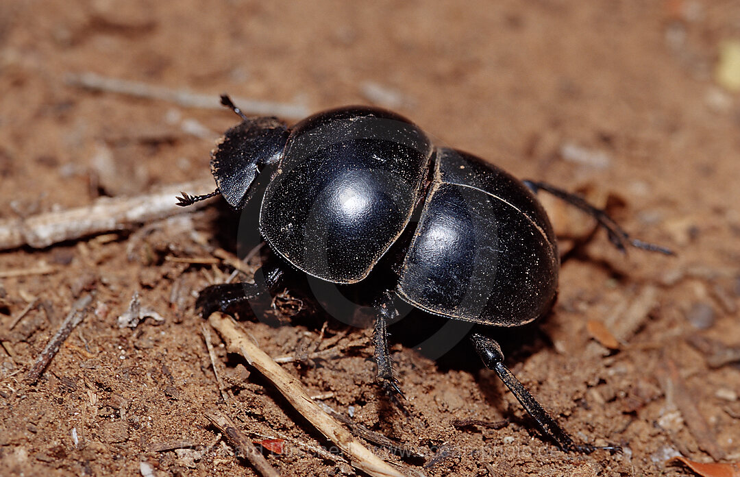 Pillendreher, Scarabaeus, Pachylomeras femoralis, Addo Elefanten Nationalpark, Sdafrika, Suedafrika