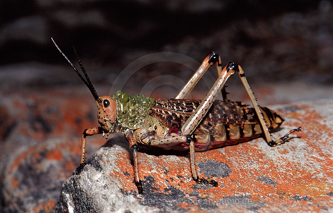 Afrikanischer Grashuepfer, Phymateus sp., Tsitsikamma Nationalpark, Otter trail, Sdafrika, Suedafrika