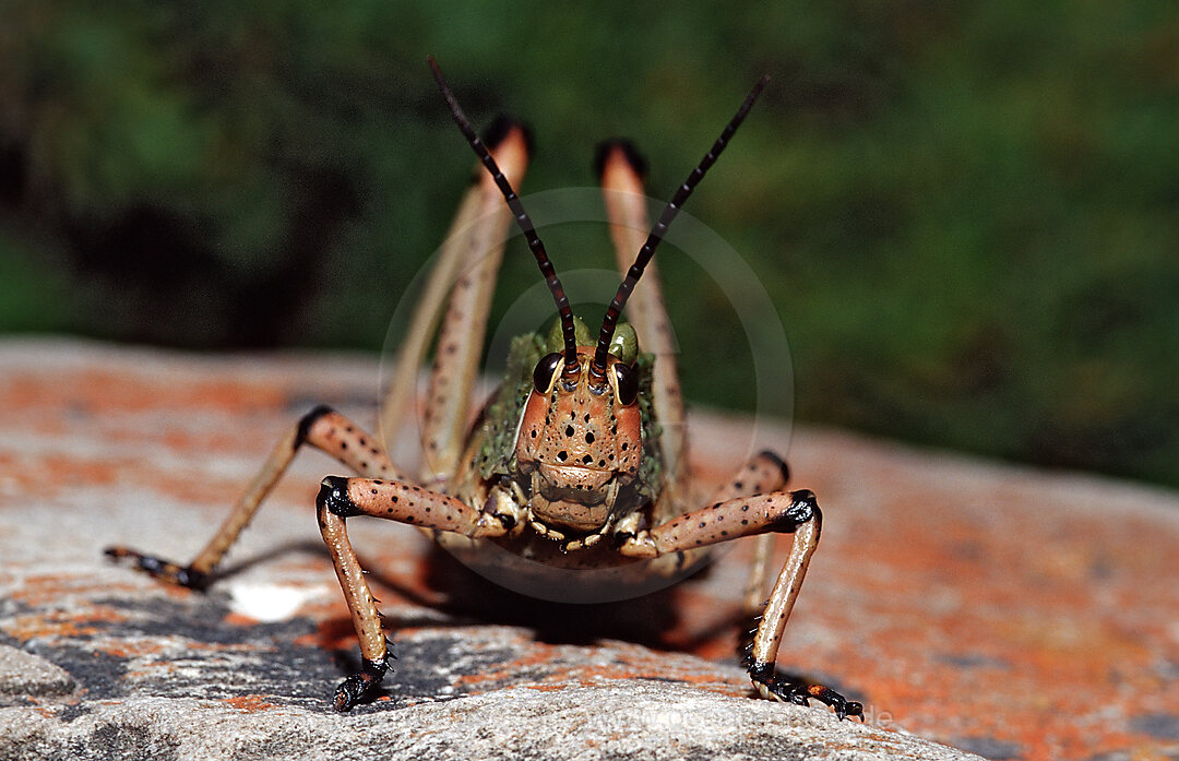 Afrikanischer Grashuepfer, Phymateus sp., Tsitsikamma Nationalpark, Otter trail, Sdafrika, Suedafrika