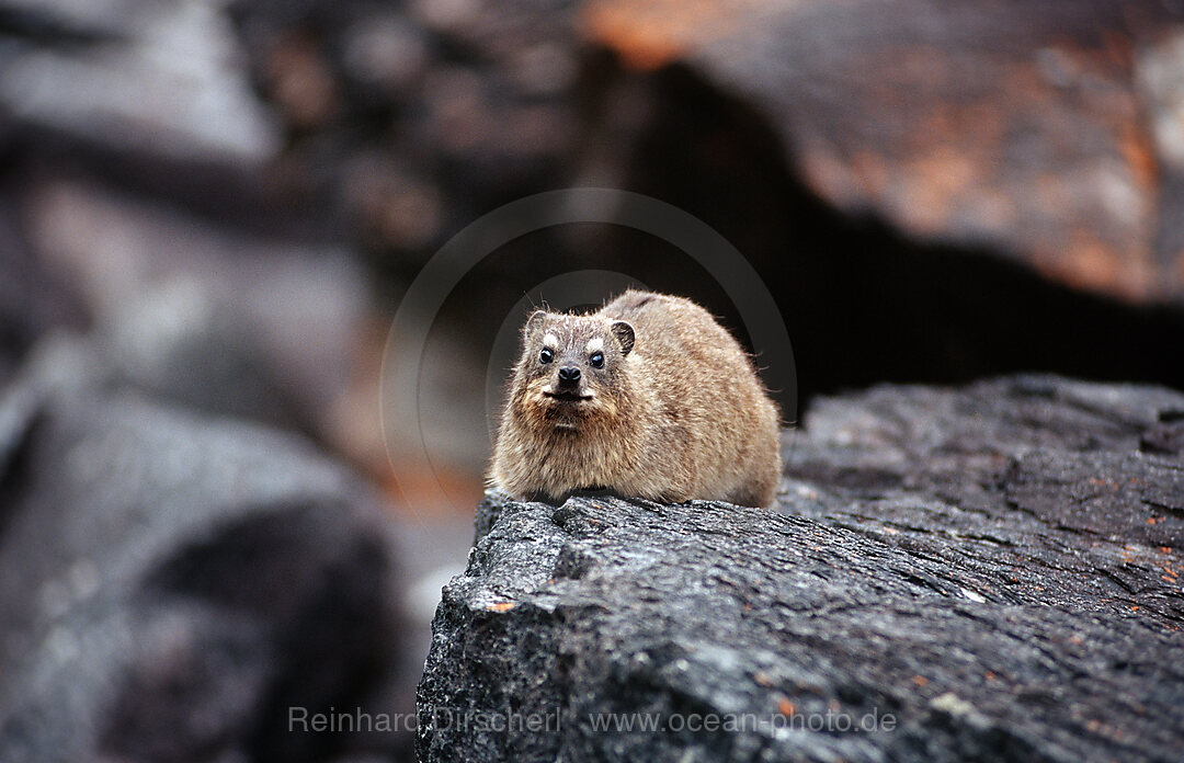 Kap-Klippschliefer, Procavia capensis, Tsitsikamma Nationalpark, Otter trail, Sdafrika, Suedafrika