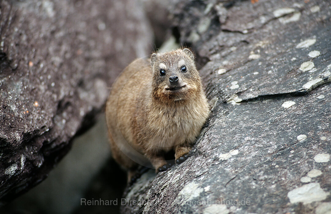 Kap-Klippschliefer, Procavia capensis, Tsitsikamma Nationalpark, Otter trail, Sdafrika, Suedafrika