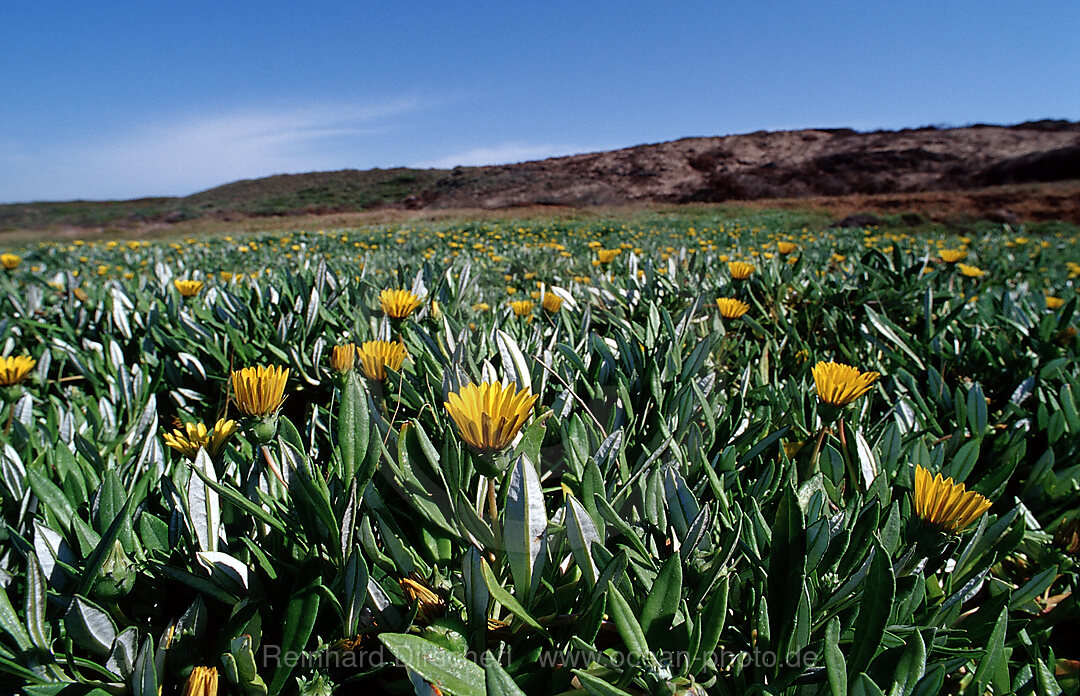 Blumenwiese