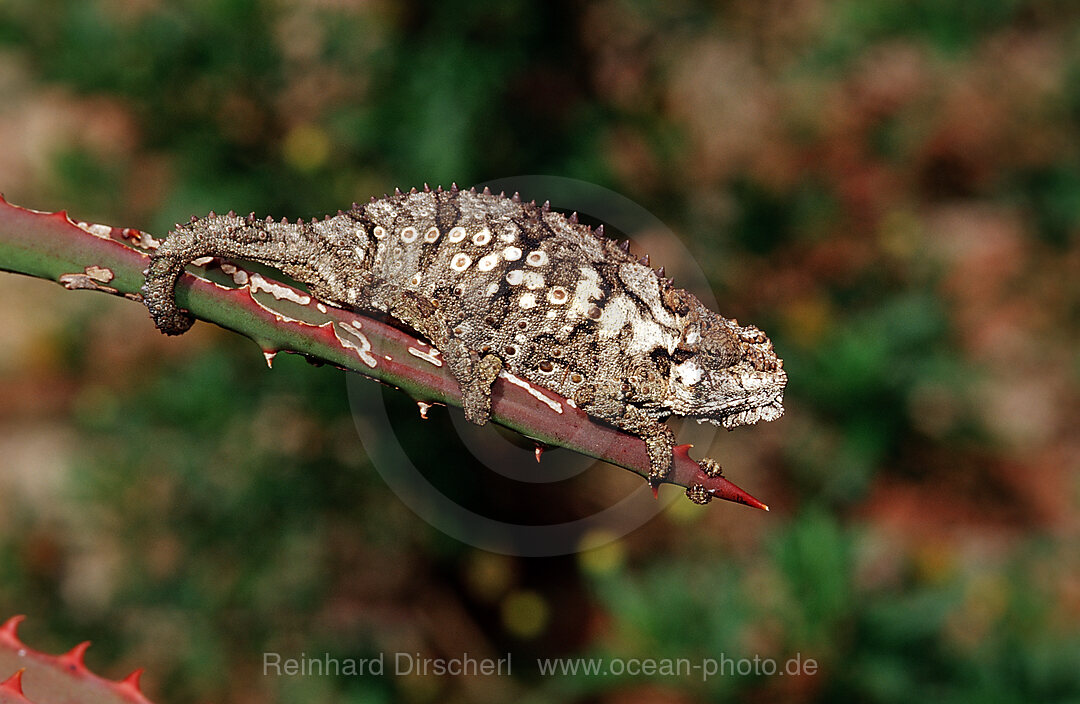 Oestliches Zwergchamaeleon