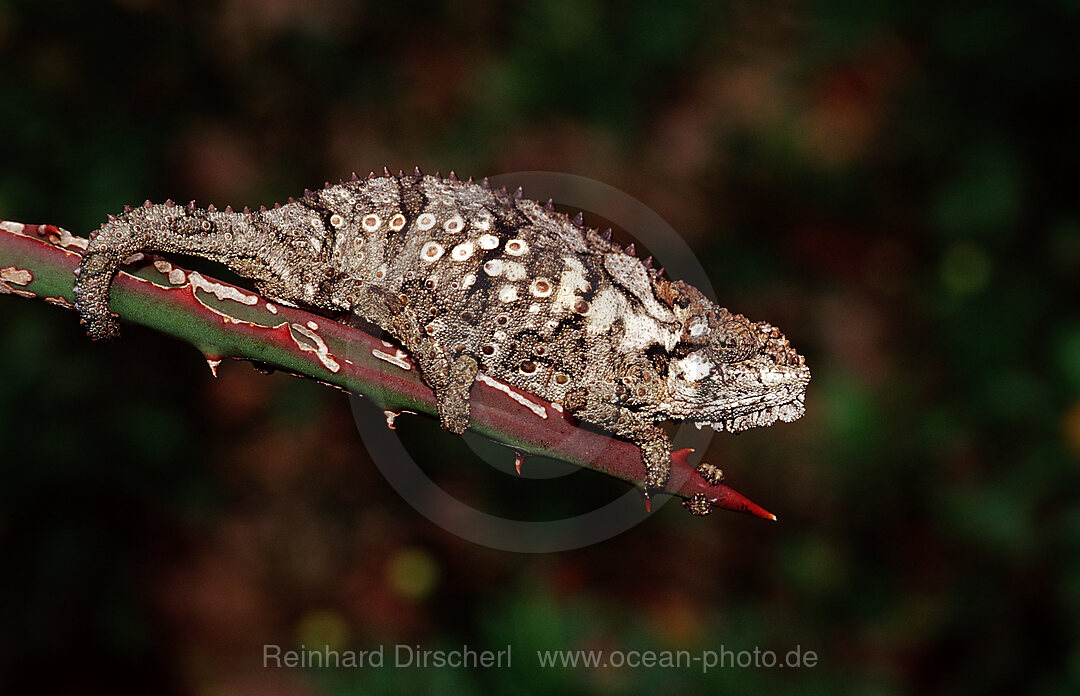 Oestliches Zwergchamaeleon