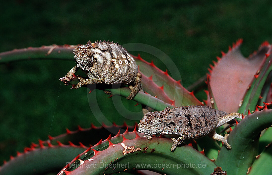 Zwei Oestliche Zwergchamaeleons, Bradypodion ventrale, Tsitsikamma Nationalpark, Otter trail, Sdafrika, Suedafrika