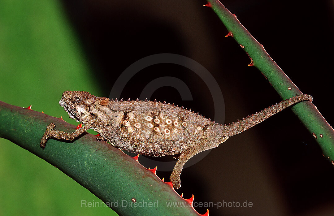 Eastern Dwarf Chameleon