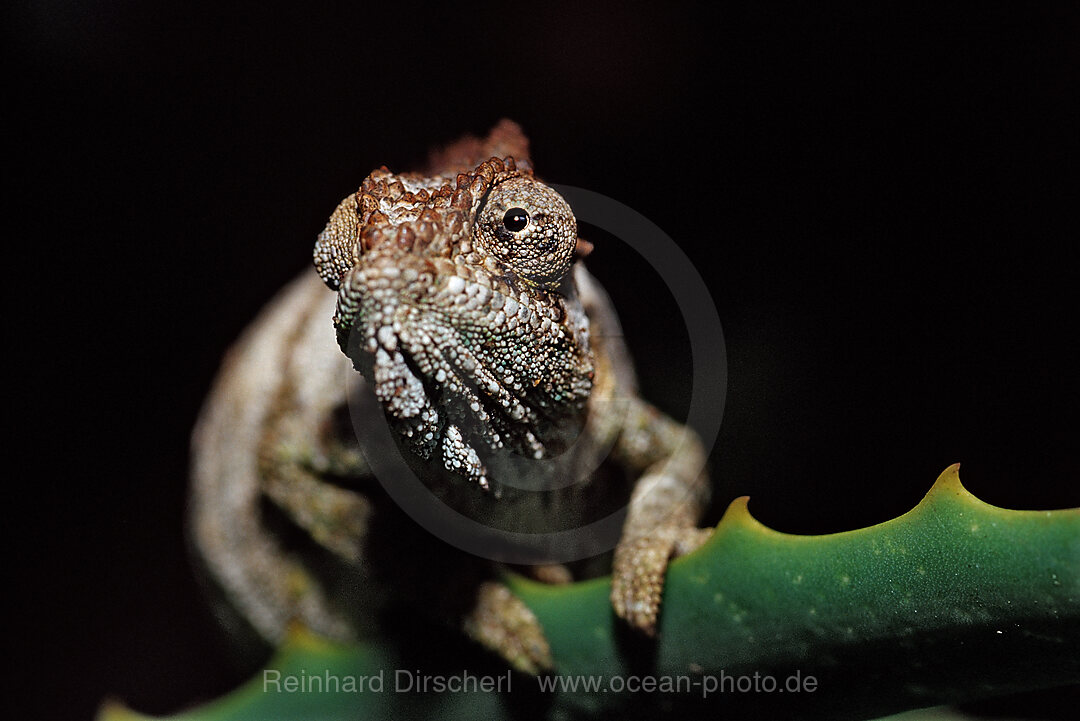 Oestliches Zwergchamaeleon