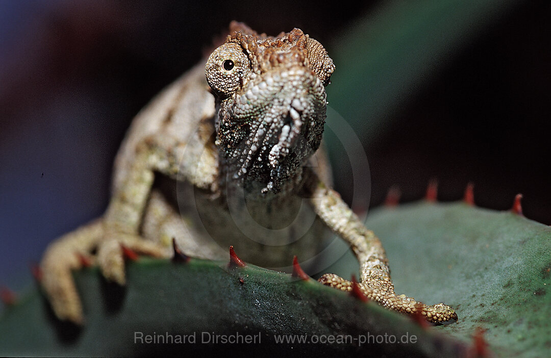 Oestliches Zwergchamaeleon, Bradypodion ventrale, Tsitsikamma Nationalpark, Otter trail, Sdafrika, Suedafrika