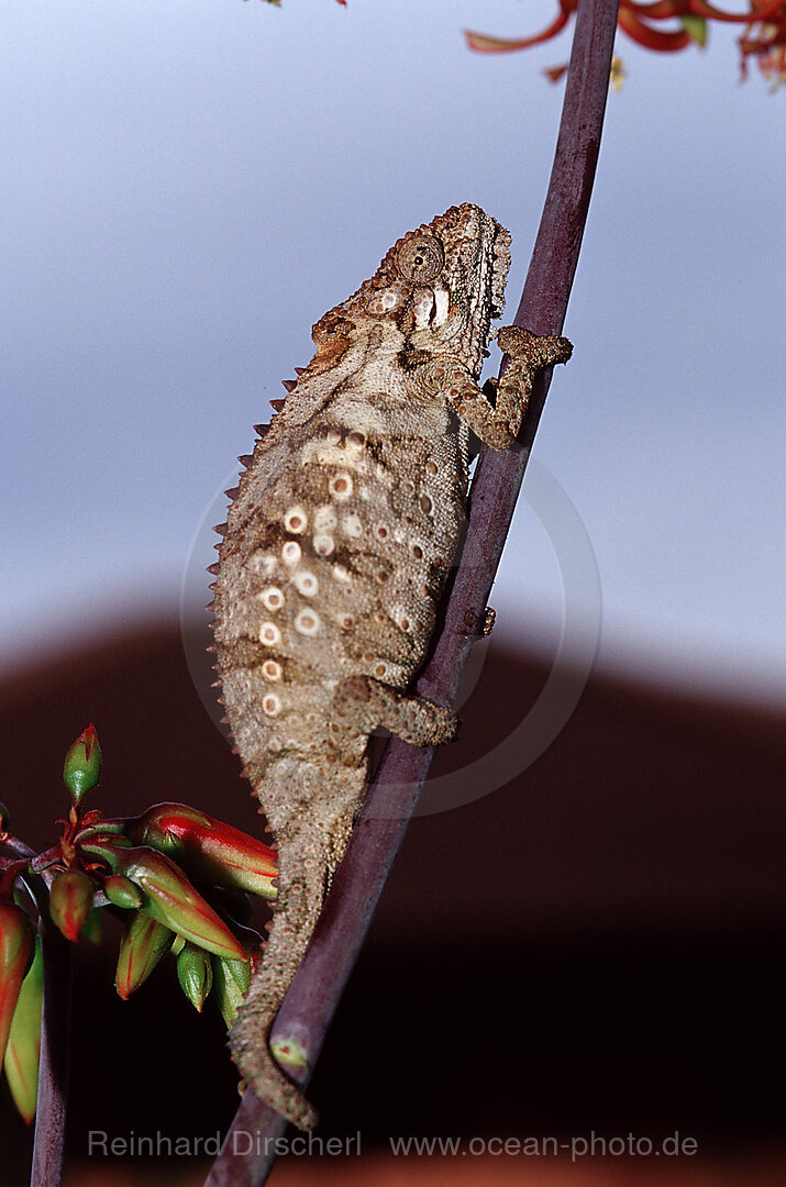 Eastern Dwarf Chameleon