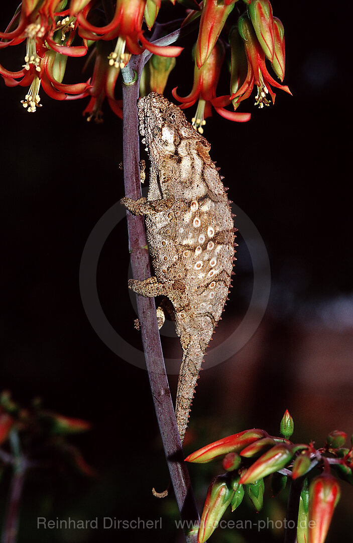 Oestliches Zwergchamaeleon, Bradypodion ventrale, Tsitsikamma Nationalpark, Otter trail, Sdafrika, Suedafrika