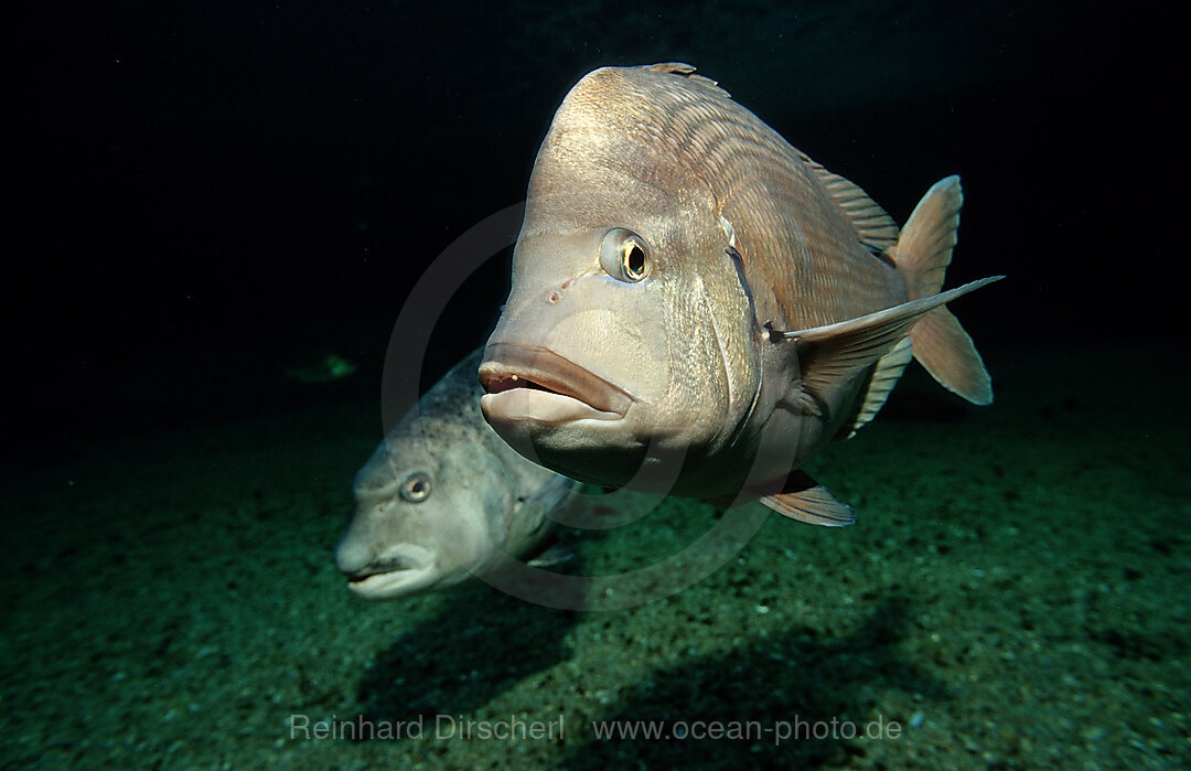 Daggerhead seabream