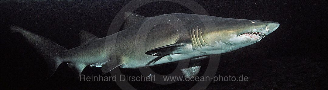 Sandtiger, Odontaspis taurus, Port Elizabeth, Ibhayi, Madiba Bay, Indischer Ozean, Sdafrika, Suedafrika