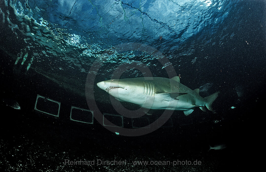 sand tiger shark