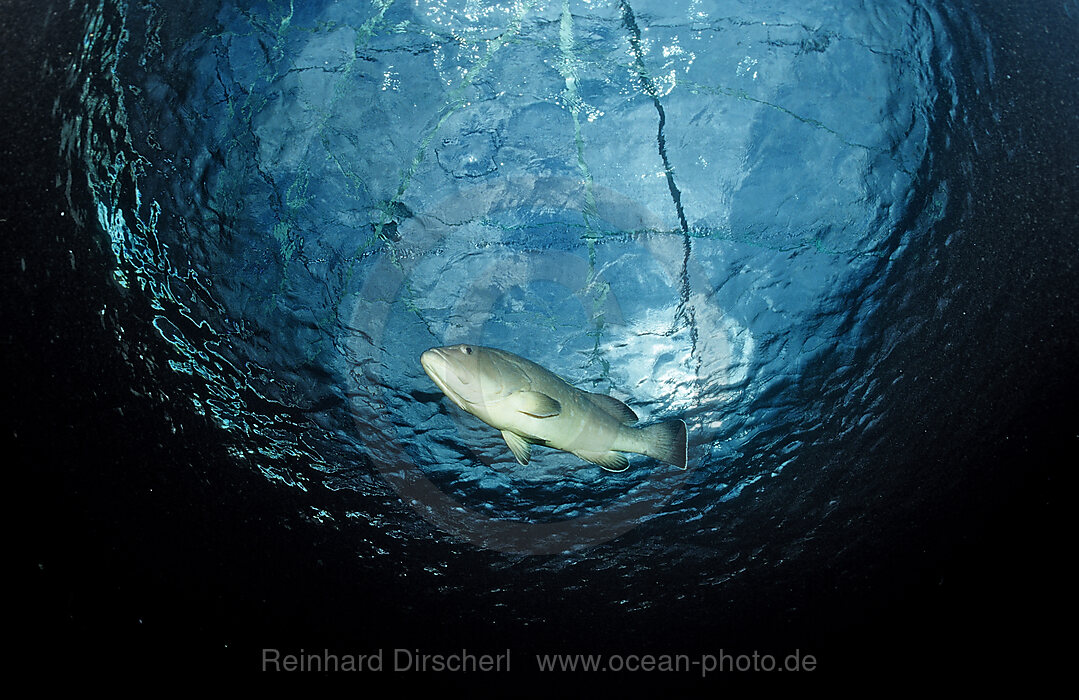 Brauner Zackenbarsch, Epinephelus marginatus, Port Elizabeth, Ibhayi, Madiba Bay, Indischer Ozean, Sdafrika, Suedafrika