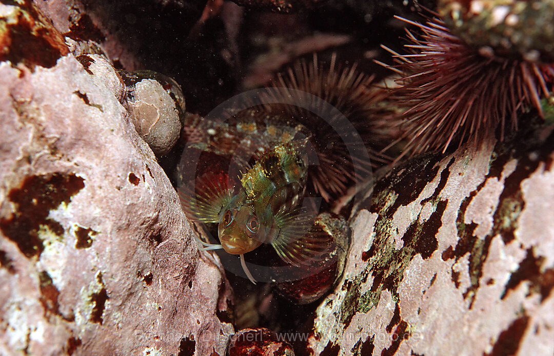 Blenny