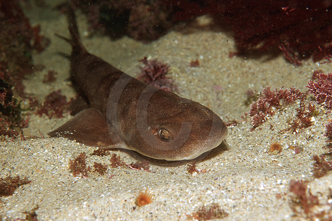 Brown shyshark, Haploblepharus fuscus, Tsitsikamma National Park, Indian Ocean, South Africa