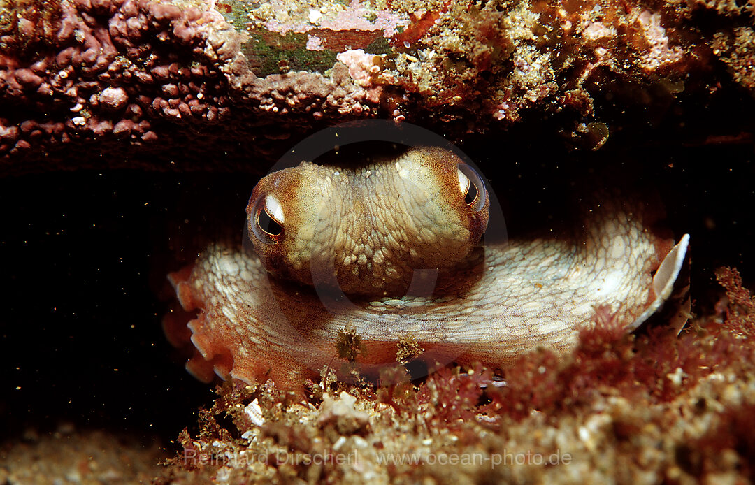 Octopus