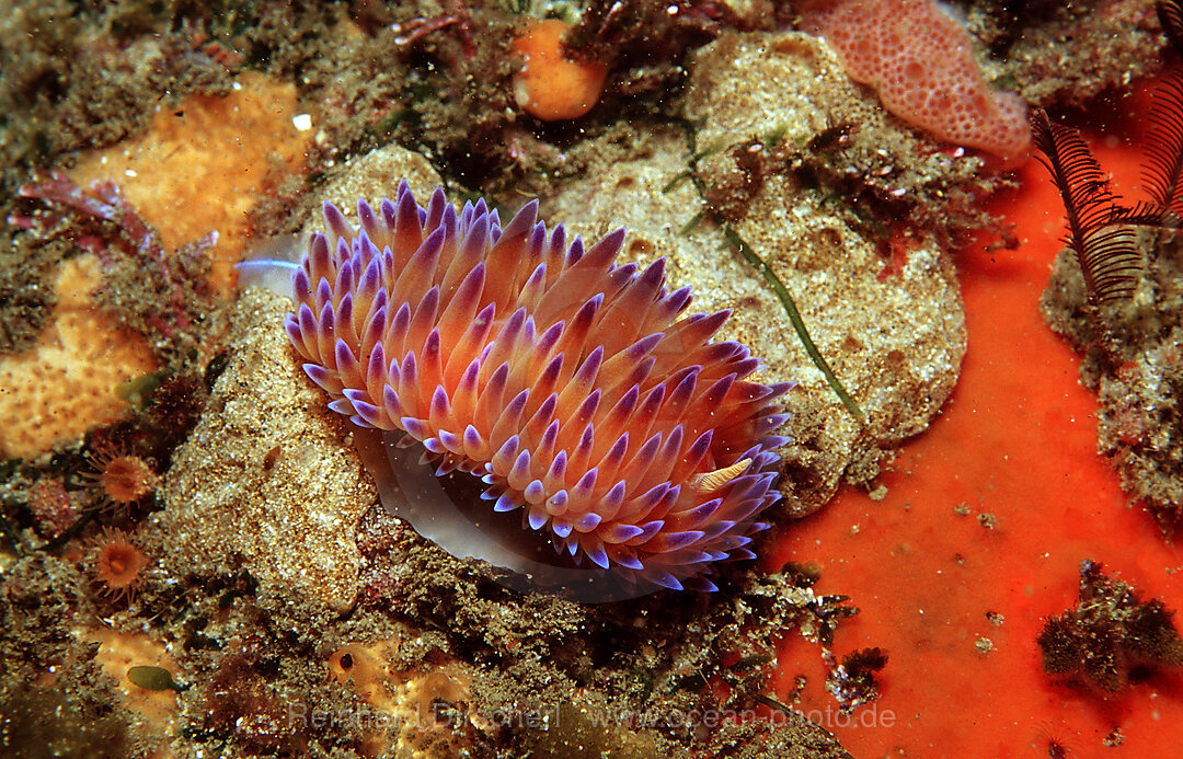 Fadenschnecke, Godiva quadricolor, Tsitsikamma Nationalpark, Indischer Ozean, Sdafrika, Suedafrika