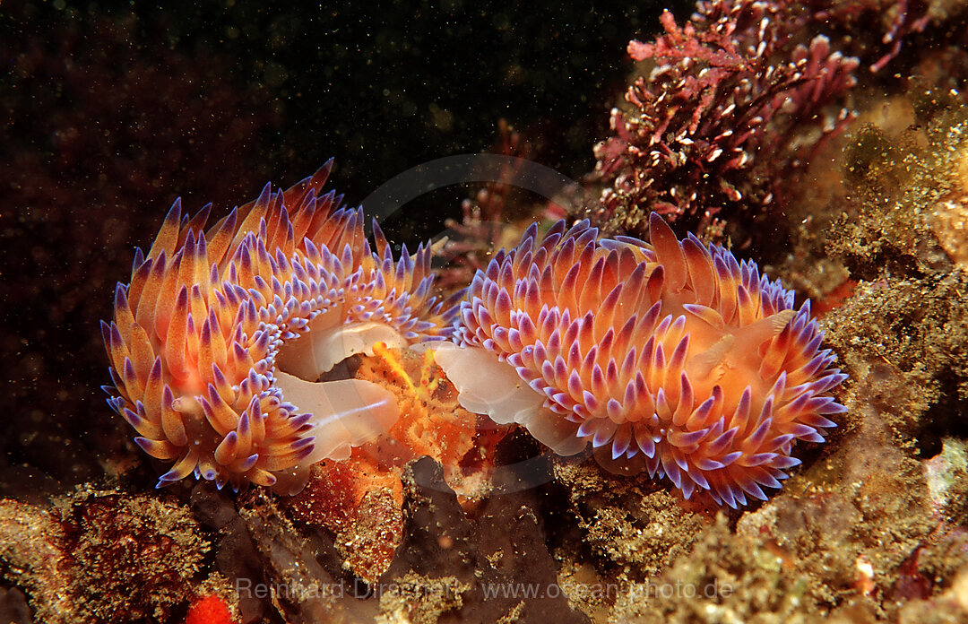 Mating nudibranches