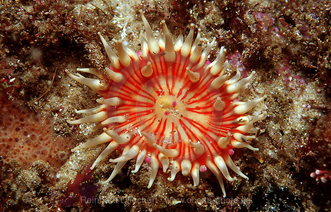 False plum anemone