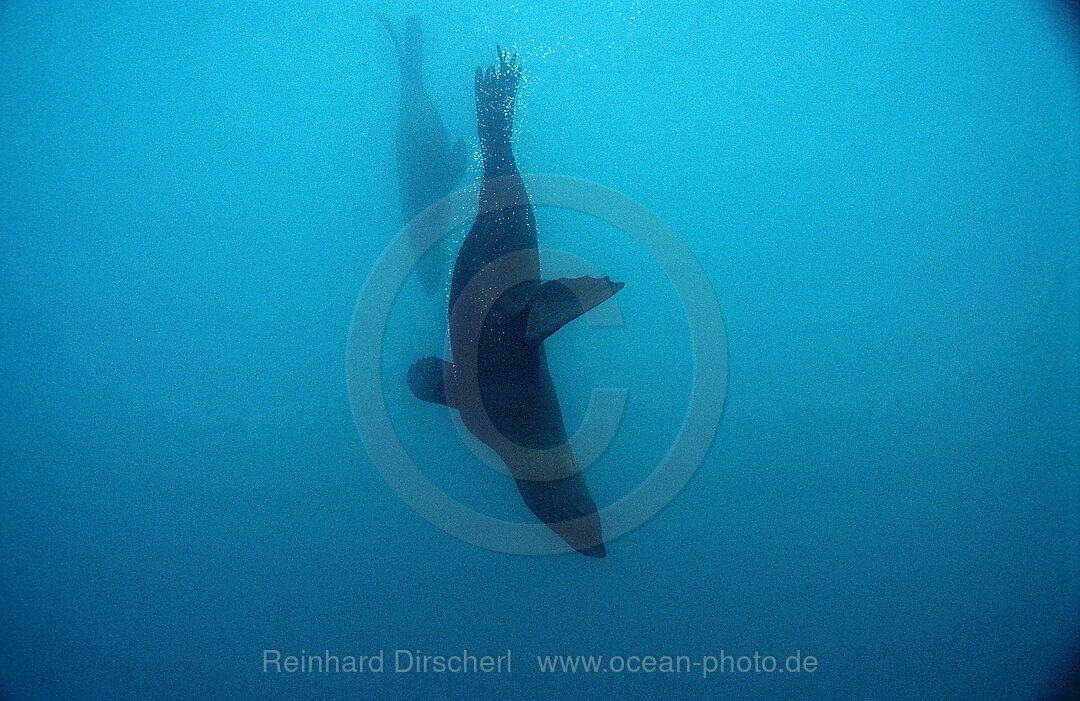 Suedafrikanischer Seebaer, Arctocephalus pusillus pusillus, Port Elizabeth, Ibhayi, Madiba Bay, Indischer Ozean, Sdafrika, Suedafrika