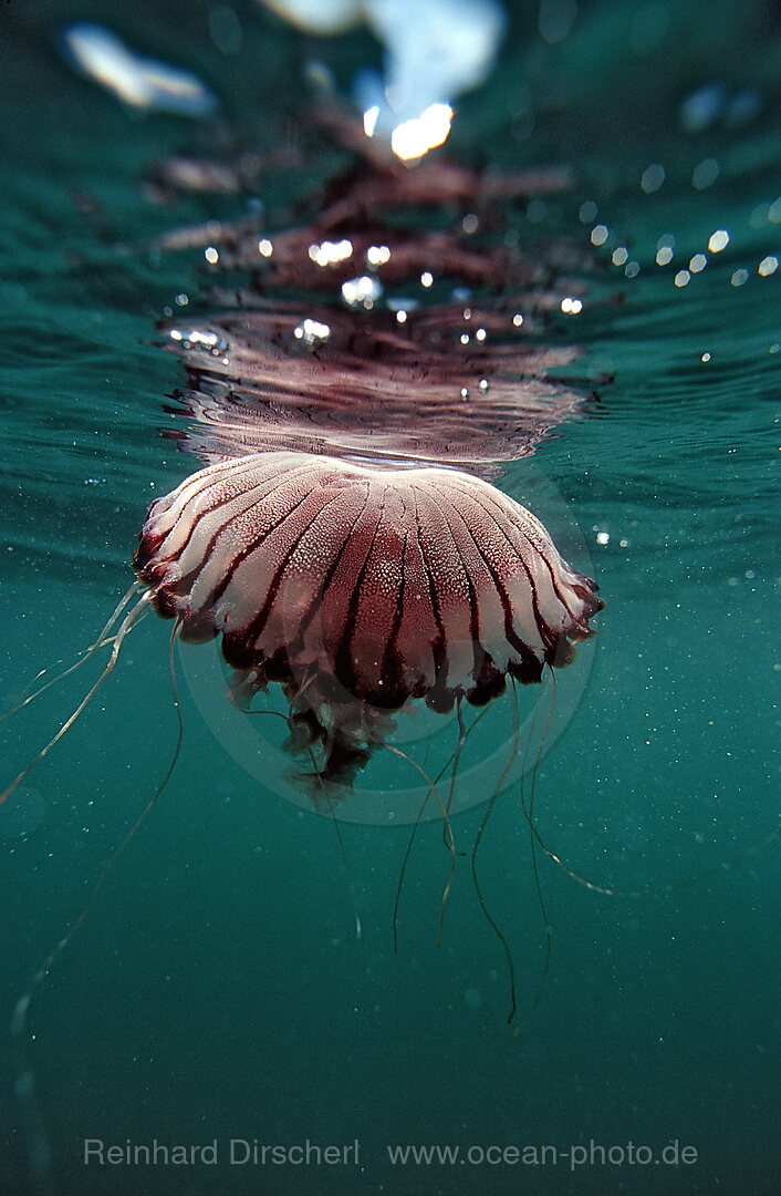 Kompassqualle, Fahnenmundqualle, Chrysaora hysocella, Port Elizabeth, Ibhayi, Madiba Bay, Indischer Ozean, Sdafrika, Suedafrika