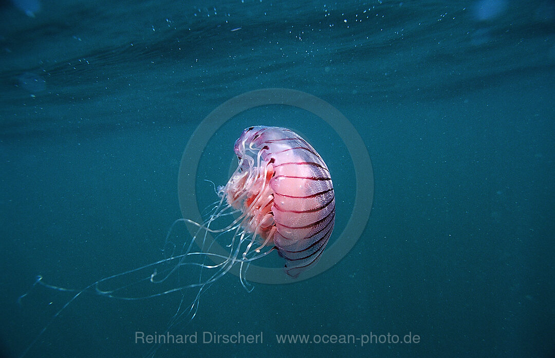 Compass Jellyfish