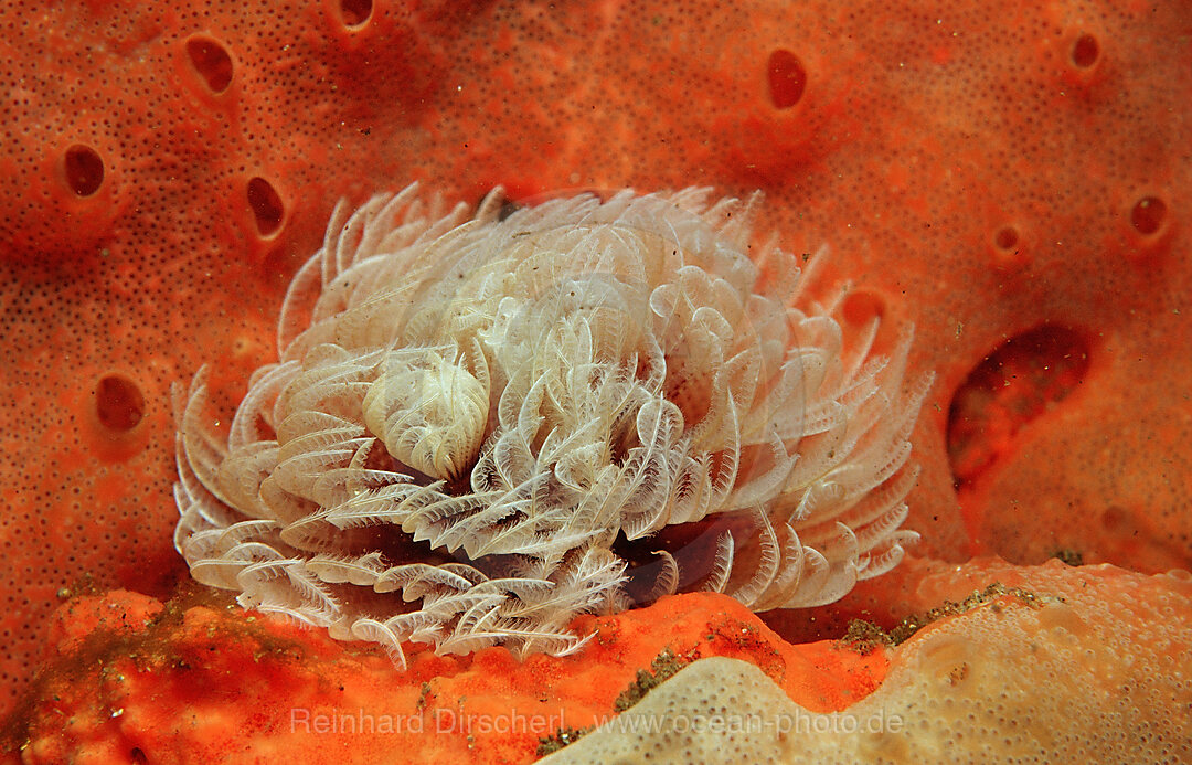 Fan worm